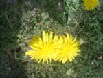 Yellow Flowers on Crete