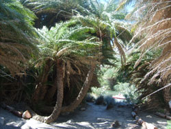 Palm Tree in Preveli